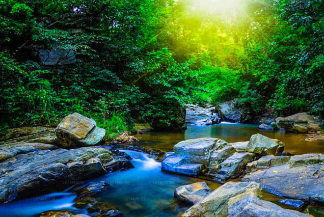 HIKING TOUR TO SINHSRAJA RAIN FOREST