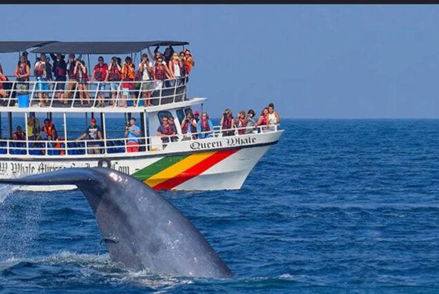 EARLY MORNING WHALE WATCHING ADVENTURE