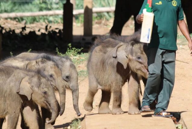 UDAWALAWA ELLA NUWARAELIYA AMBULUWAWA (2 Days / 1 Night)