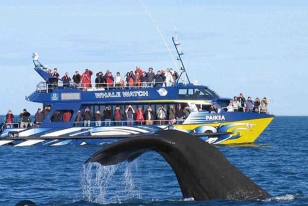 WHALE WATCHING  ADVENTURE (Group Tours)